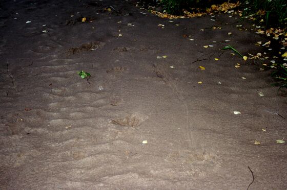 Click to See Next Image